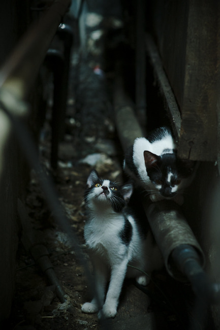 改写战局的神奇之手，哈利伯顿三分绝杀，魔术险胜新疆登顶