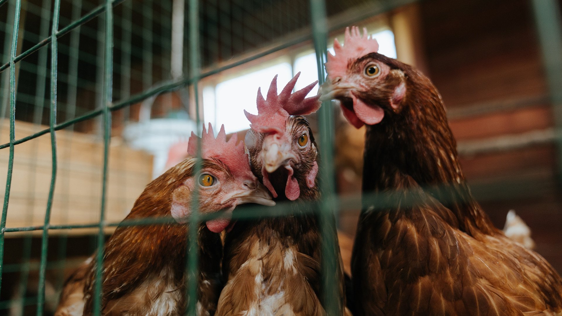 改写战局的神奇之手，哈利伯顿三分绝杀，魔术险胜新疆登顶