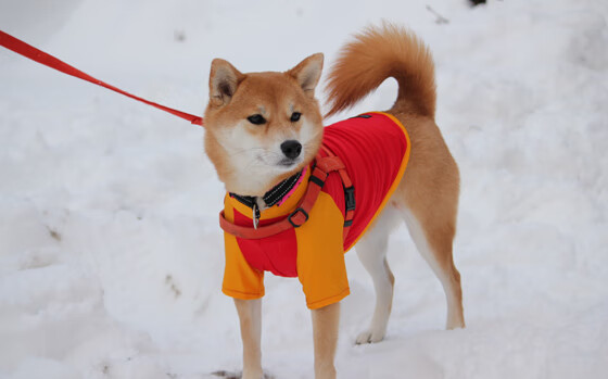 9.5分先生伊萨克照亮喀麦隆夜空 卡塔尔防线在他面前如沙堡崩塌