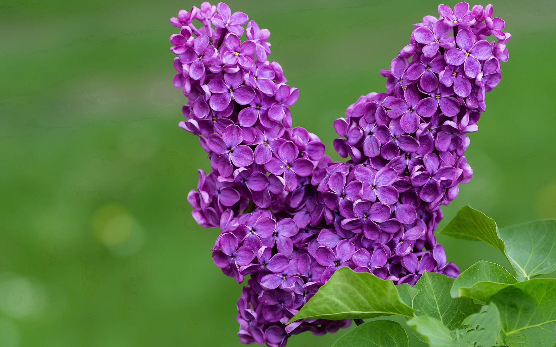 钢铁防线，戈贝尔的禁区统治如何终结老鹰的逆袭之翼