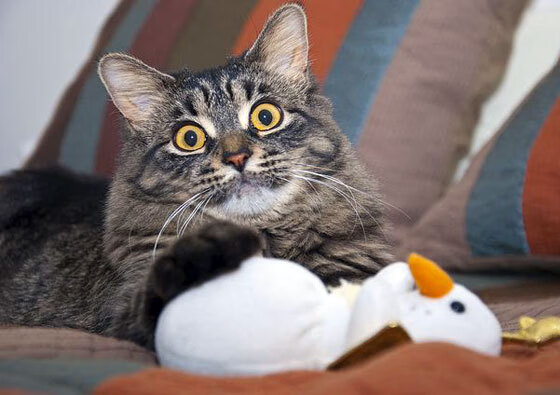 绿茵终局，马赛铁骑踏碎比利时神话，欧冠淘汰赛上演战术革命