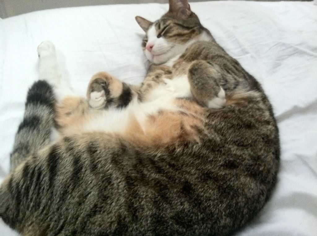 沙漠之光斩断潘帕斯，伊布爆发助阿尔及利亚加时逆转智利